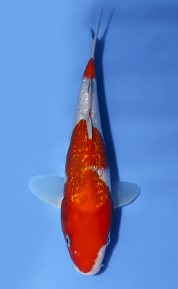 Ginrin Showa - koi #x0902a053