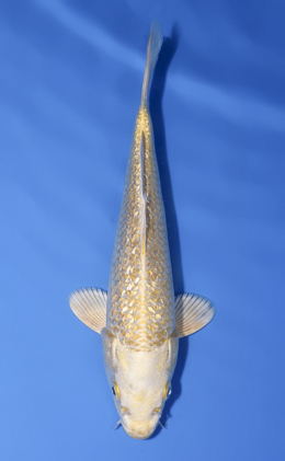 Ginrin Ogon - koi #x0902a055