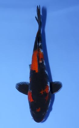 Showa - koi #x0902a057