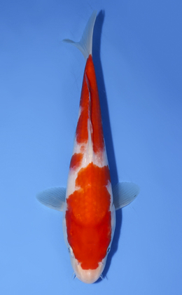 Kohaku - koi #x0902a058