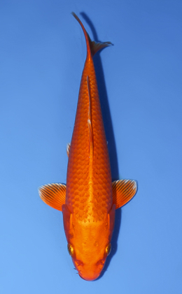 Orange Ogon - koi #x0902a060