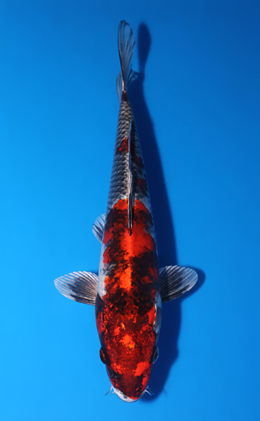 Kujyaku - koi #x0903a002-re