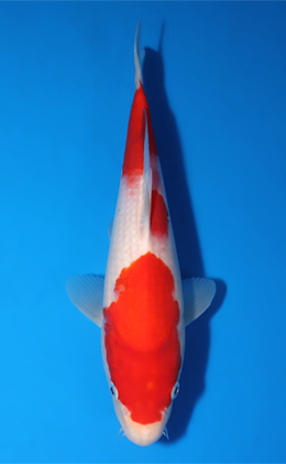 Kohaku - koi #x0903a003-re