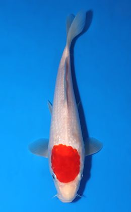 Tancho Kohaku - koi #x0903a006-re