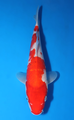 Taisho Sanke - koi #x0903a009-re