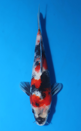 Showa - koi #x0903a012-re