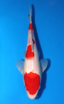 Kohaku - koi #x0903a013-re