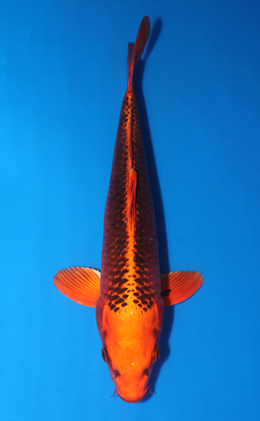 Orange Matsuba Ogon - koi #x0903a015-re