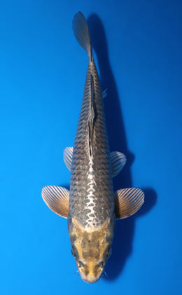 Kawari - koi #x0903a016-re