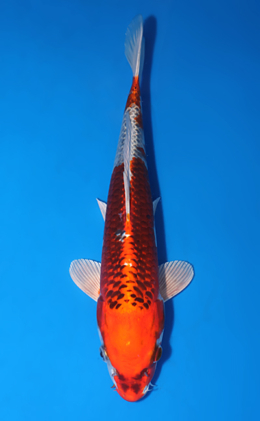 Kujyaku - koi #x0903a018-re