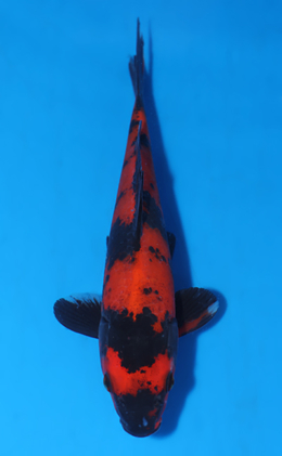 Hi Utsuri - koi #x0903a020-re