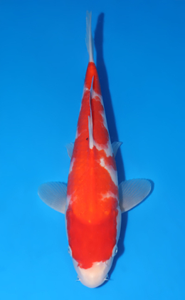 Kohaku - koi #x0903a022-re