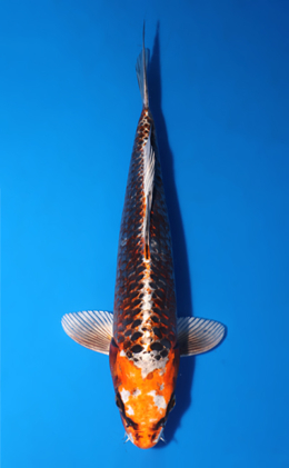 Kujyaku - koi #x0903a023-re