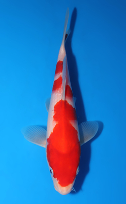 Kohaku - koi #x0903a024-re