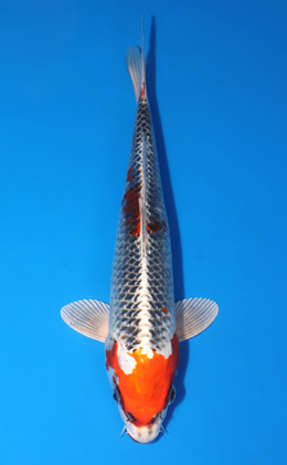 Kujyaku - koi #x0903a025-re