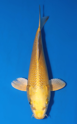 Ogon - koi #x0903a028-re