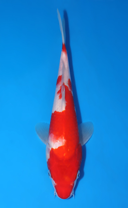Kohaku - koi #x0903a031-re