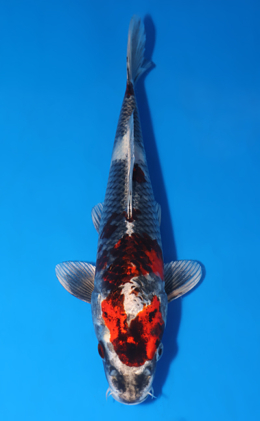 Kujyaku - koi #x0903a033-re