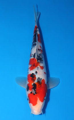 Ginrin Sanke - koi #x0903a034-re