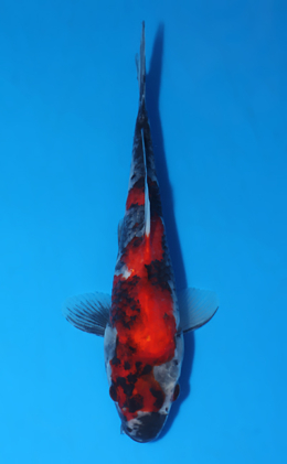 Showa - koi #x0903a035-re