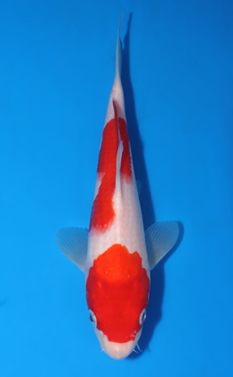 Kohaku - koi #x0903a037-re