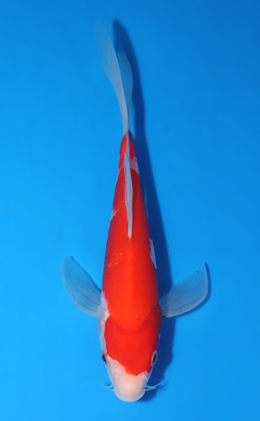 Hirenaga Kohaku - koi #x0903a038-re