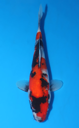 Showa - koi #x0903a040-re