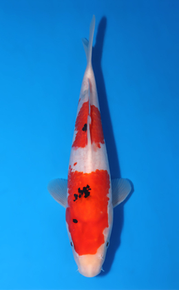 Taisho Sanke - koi #x0903a041-re