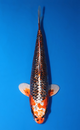 Kujyaku - koi #x0903a042-re
