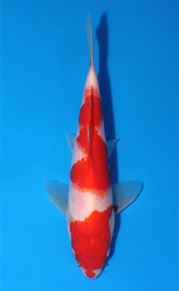 Kohaku - koi #x0903a043-re