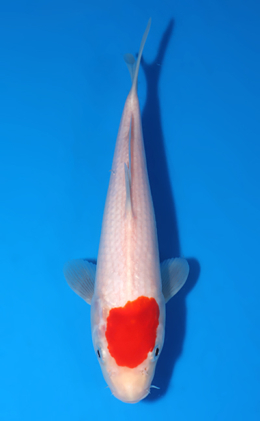Tancho Kohaku - koi #x0903a045-re