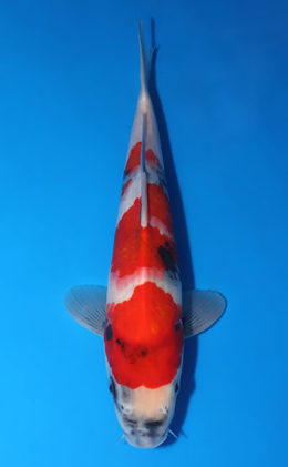 Showa - koi #x0903a046-re