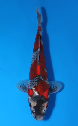 Goshiki - koi #x0903a049-re