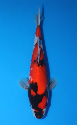 Showa - koi #x0903a057-re