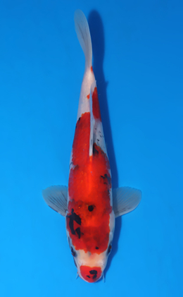 Showa - koi #x0903a058-re