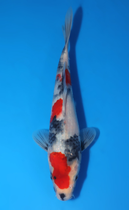 Showa - koi #x0903a059-re