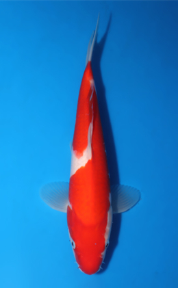 Kohaku - koi #x0903a060-re