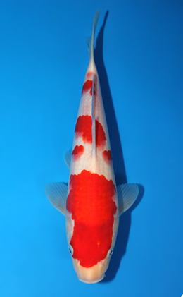 Kohaku - koi #x0904a001-re
