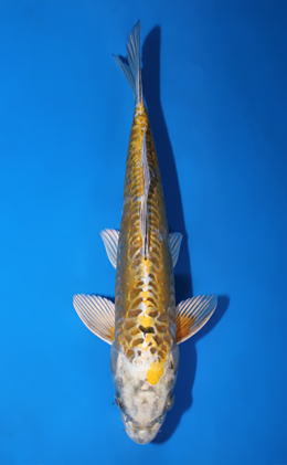 Kawari - koi #x0904a002-re