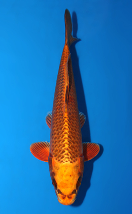 Mukashi Ogon - koi #x0904a003-re