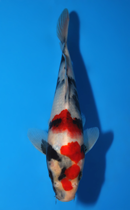 Showa - koi #x0904a005-re