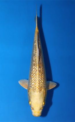 Ginrin Ogon - koi #x0904a006-re