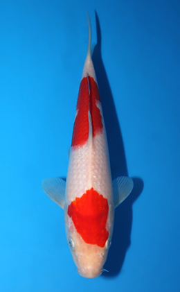 Kohaku - koi #x0904a008-re