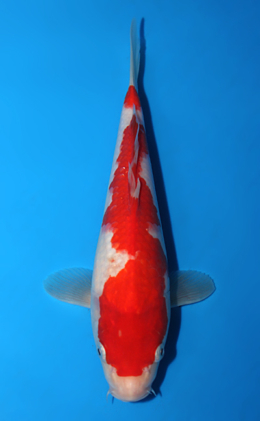 Kohaku - koi #x0904a009-re