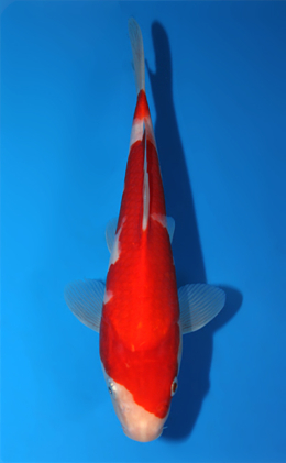 Kohaku - koi #x0904a013-re