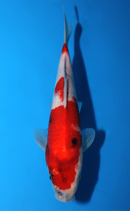 Showa - koi #x0904a014-re