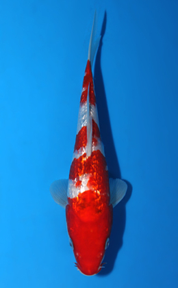 Ginrin Showa - koi #x0904a019-re