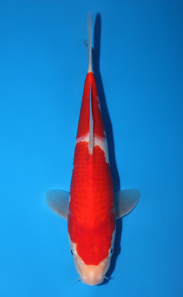 Kohaku - koi #x0904a024-re
