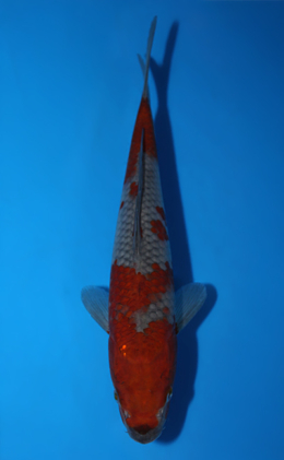 Ochibashigure - koi #x0904a028-re