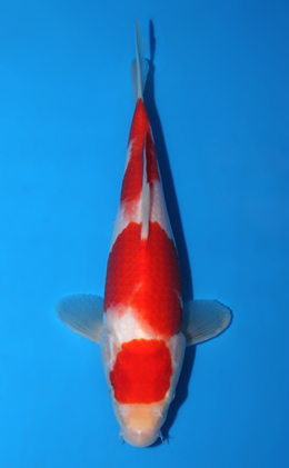 Kohaku - koi #x0904a029-re